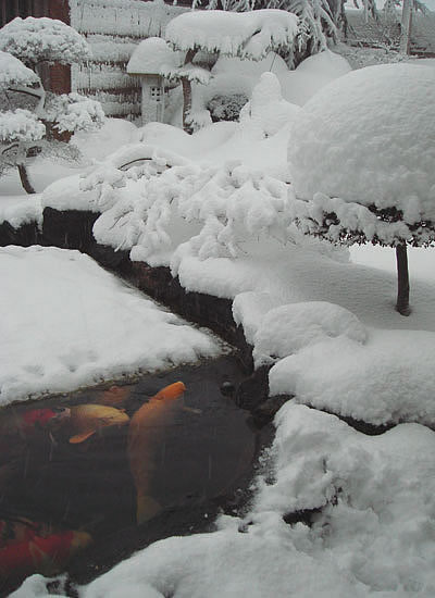 En labredorhvalp i sneen